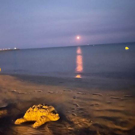 Vrasland Ter 70 M De La Plage 6 Couchages Narbonne-Plage Exteriör bild